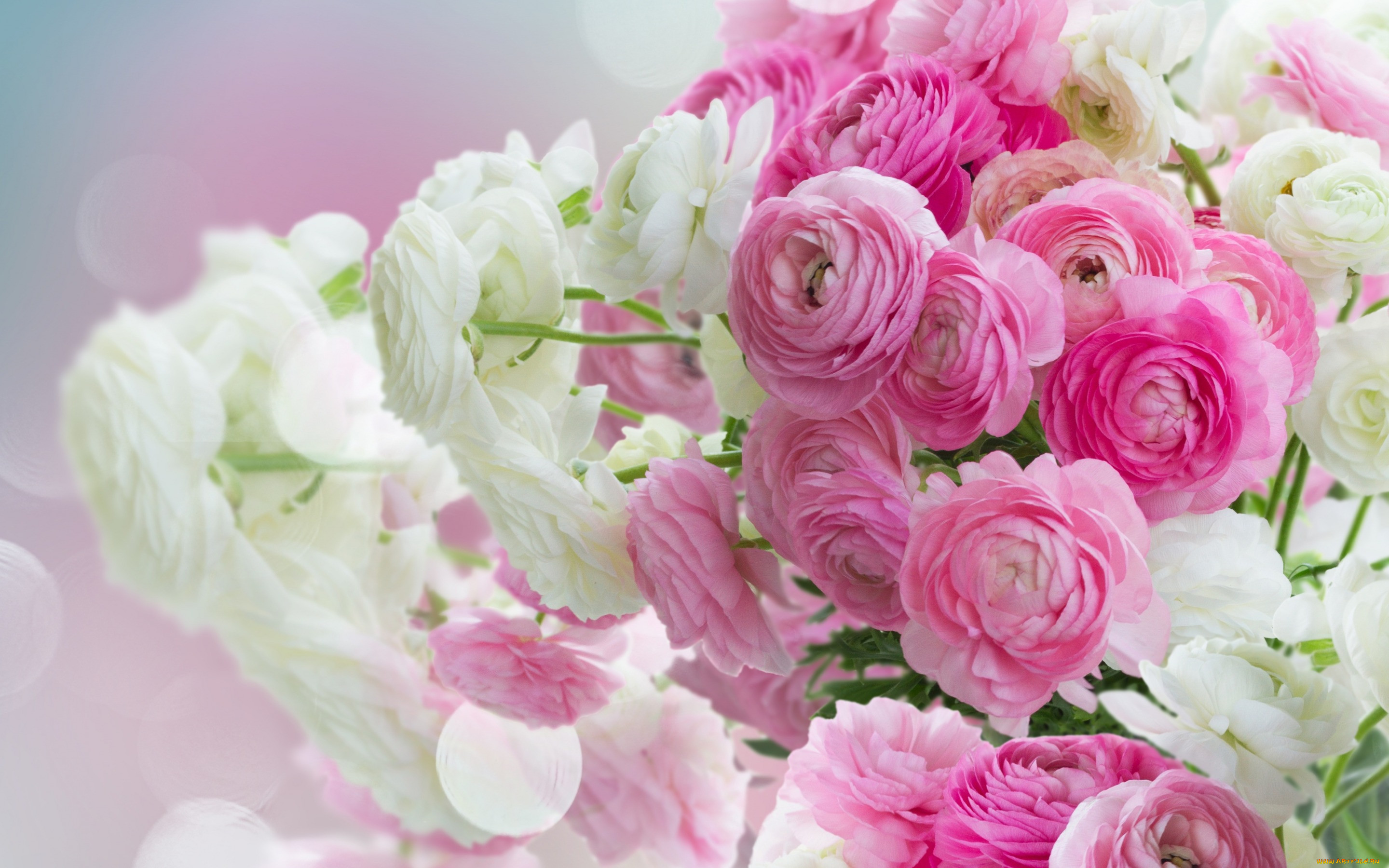 ,  ,  , , beautiful, white, , pink, flowers, ranunculus